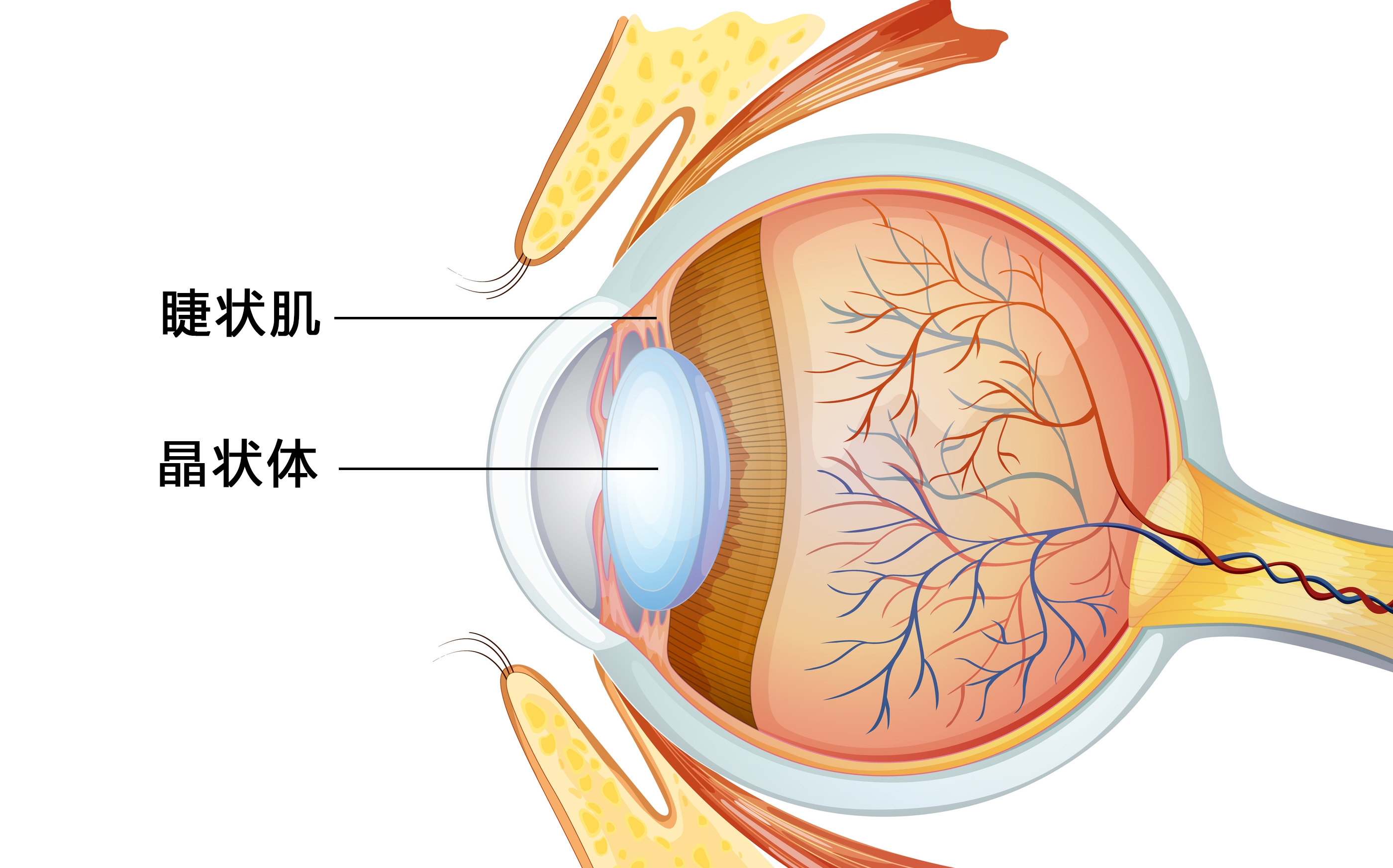 散瞳验光，散瞳